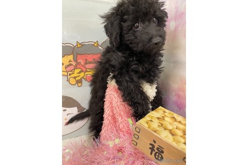 成約済の北海道のミックス犬-281827の16枚目